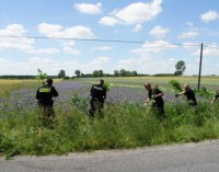 Koło Tomaszowa zlikwidowano jedną z największych w Polsce plantacji konopi indyjskich
